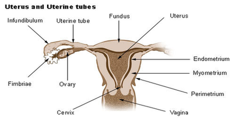 uterus diagram