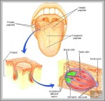 vallate papillae