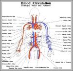 vascular diagram