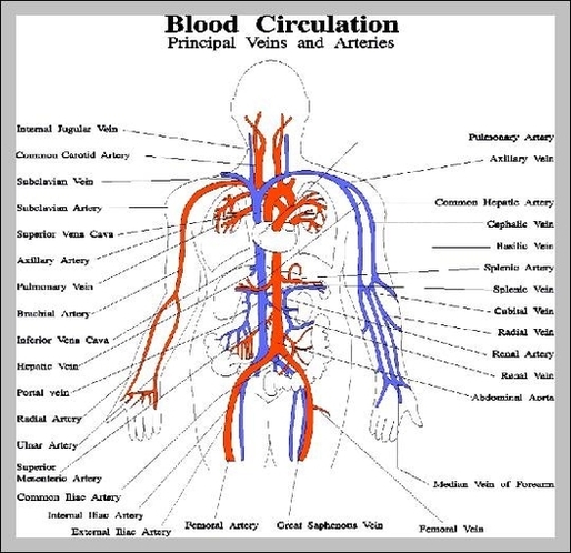 vascular diagram