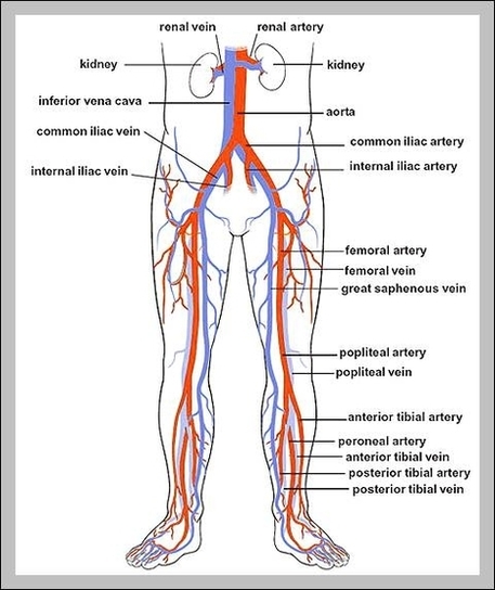 veins and arteries of the leg