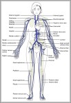 veins in the body diagram 744x1131