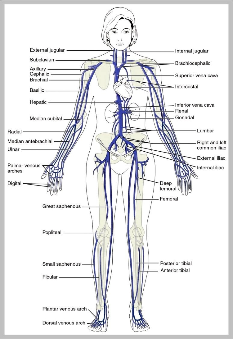 veins in the body diagram 744x1131