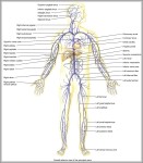 veins in the human body