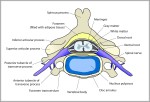 ventral roots