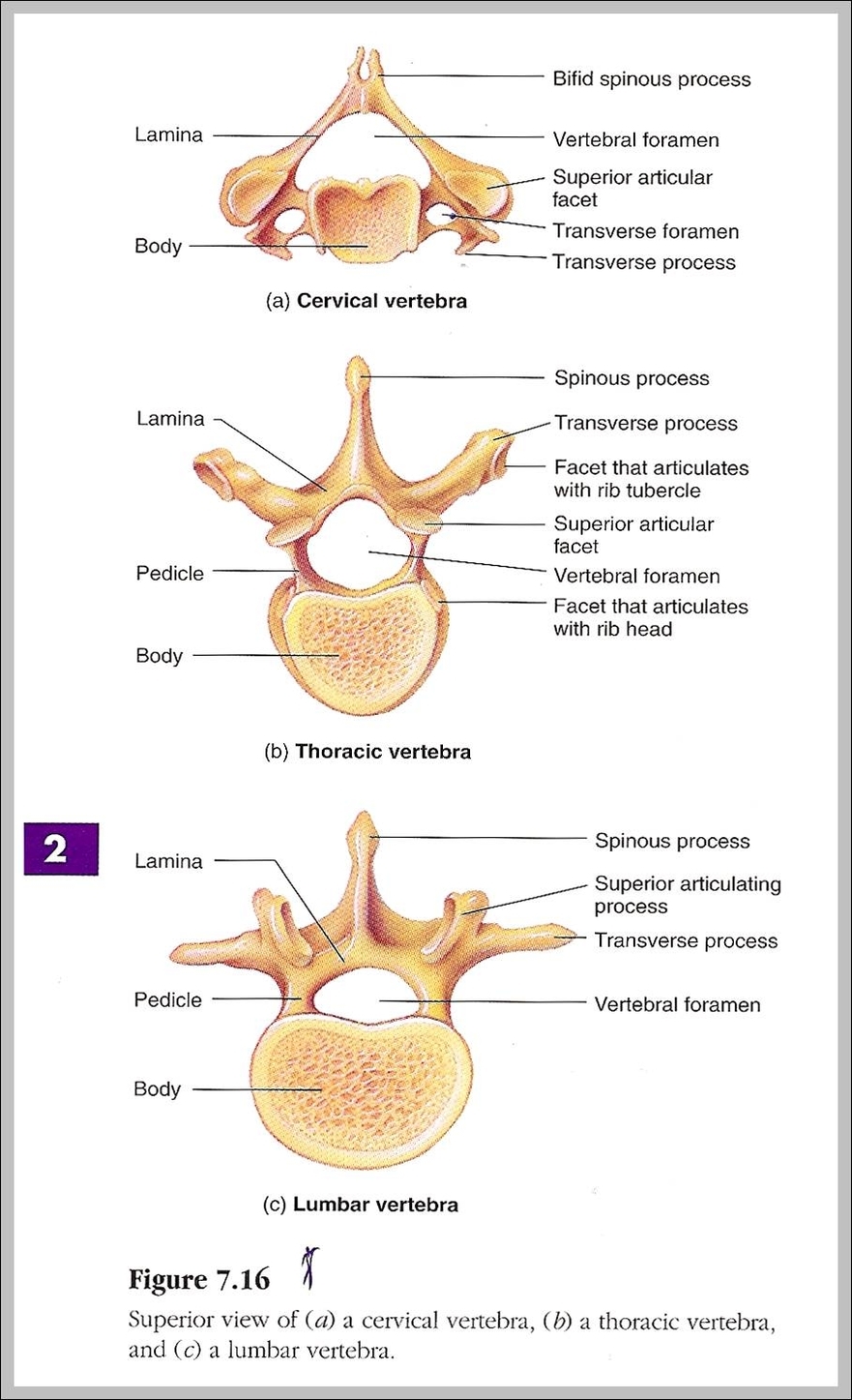vertebrae labeled