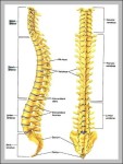 vertebral bones