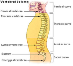 vertebral column diagram