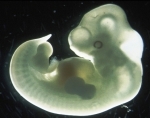 week embryo