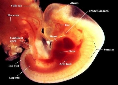 week embryo and info figure