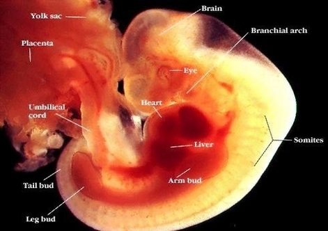 week embryo and info