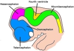 week embryo brain