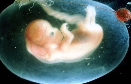 week embryo photo