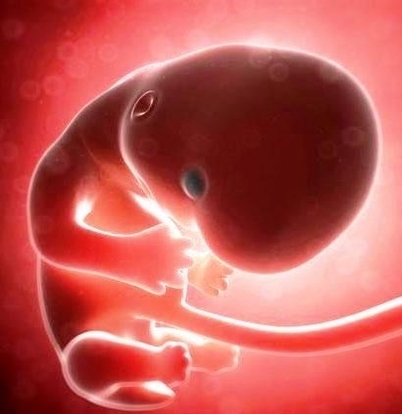 weeks pregnant embryo itokosb bzu