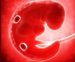 weeks pregnant embryo itokqqfoe