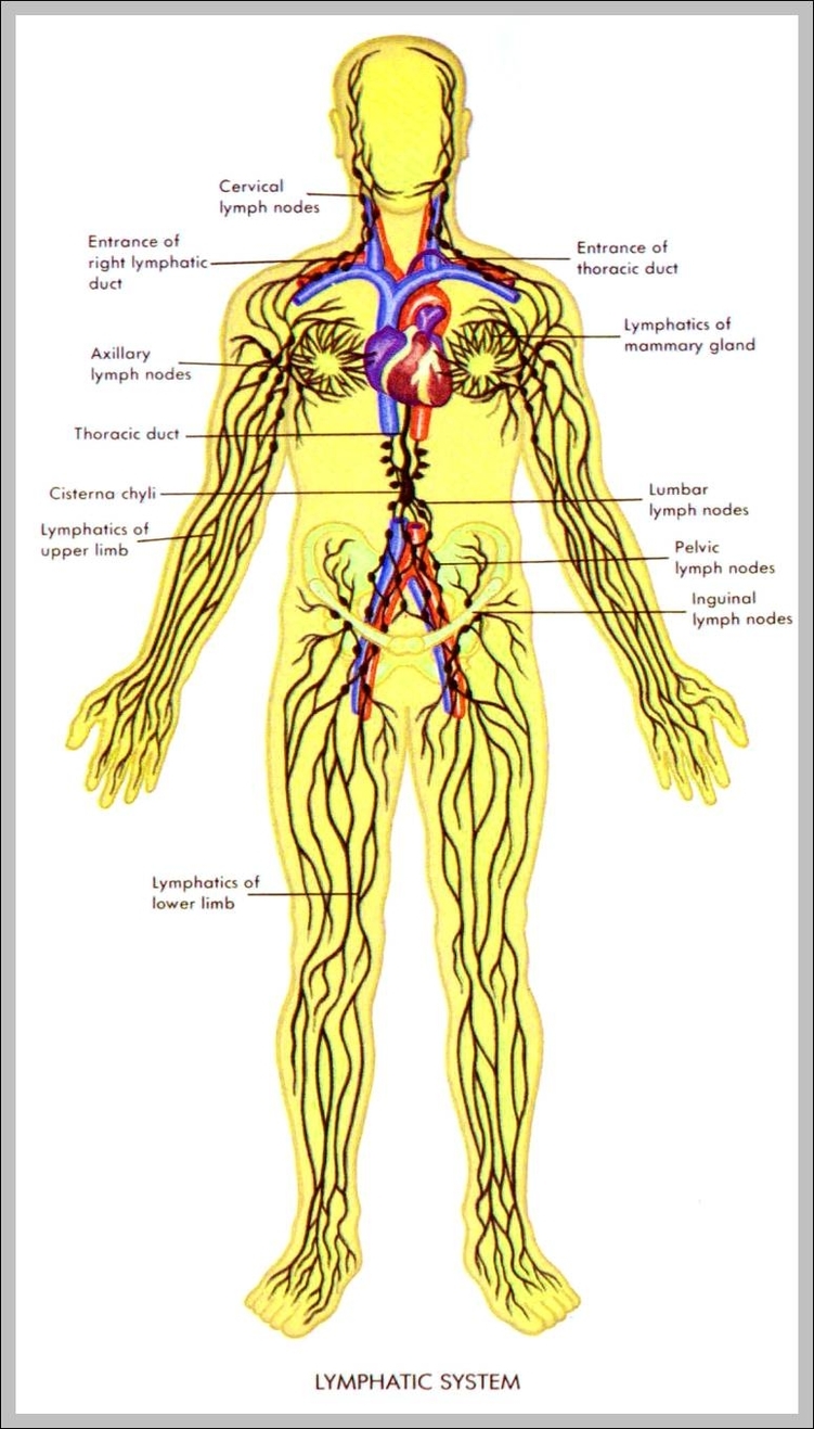 what is lymphatic system 744x1371