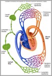 what is the function of the circulatory system 744x1124