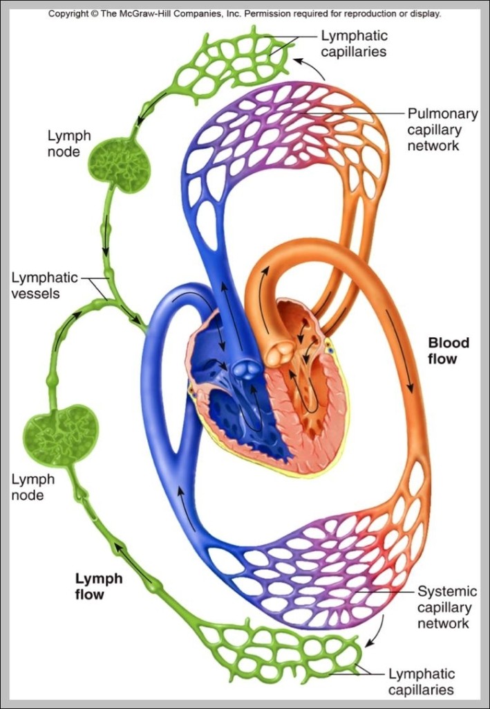 Circulatory System Diagram And Functions