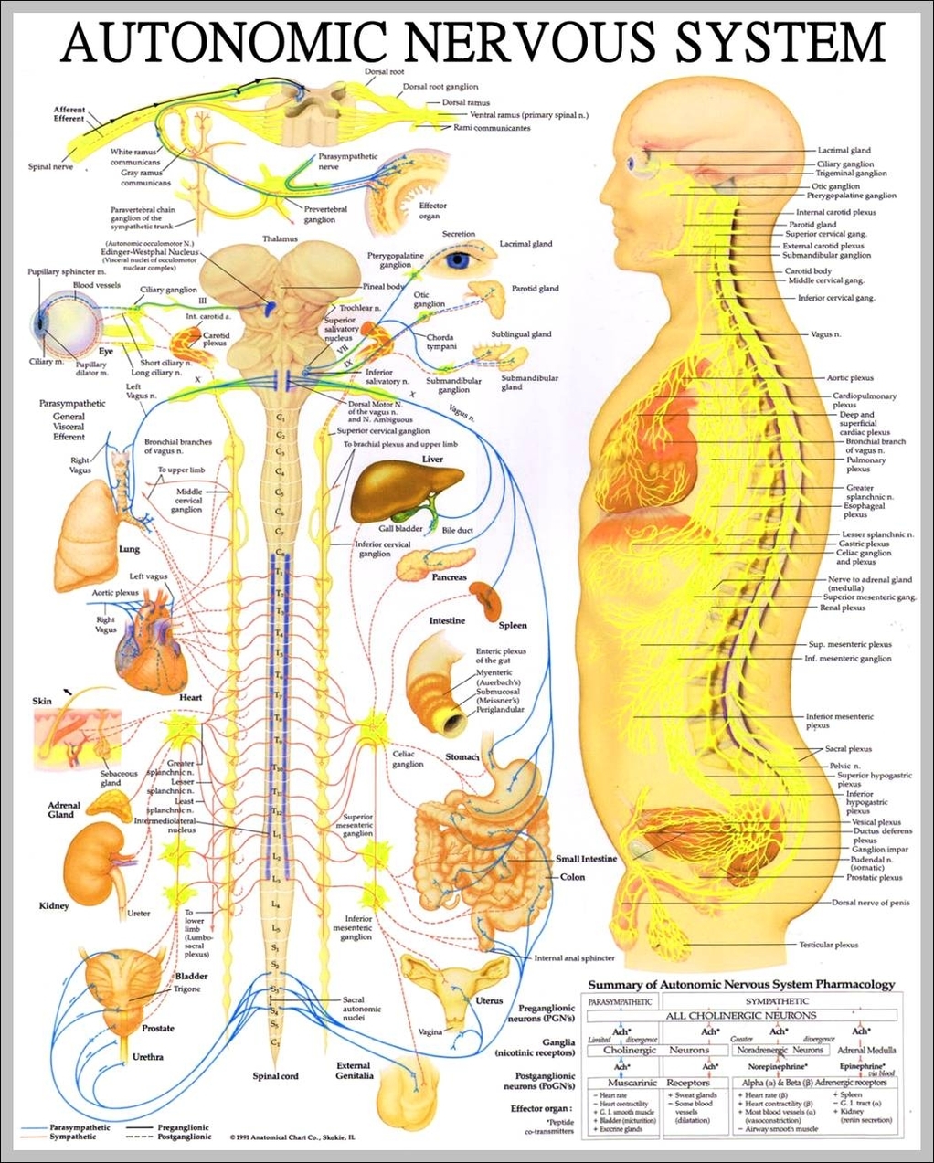 what is the nervous system 1024x1324