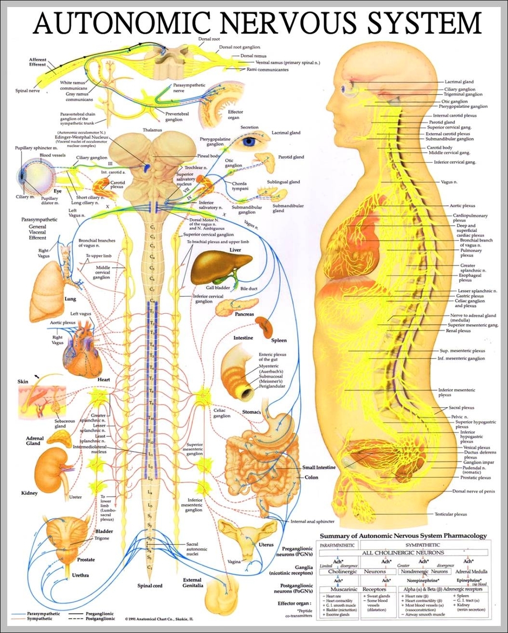 Human Nervous System Anatomical Chart Anatomy Models And Anatomical ...