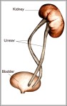 what is ureter 744x1240