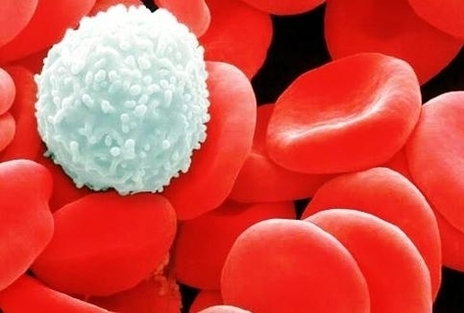 white blood cell amungst red