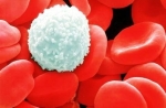 white red blood cells