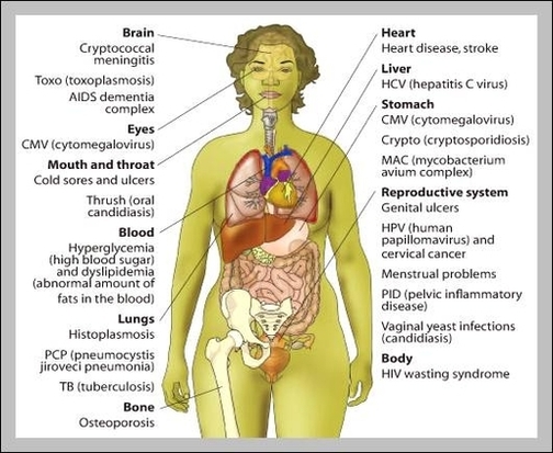 women diagram human body