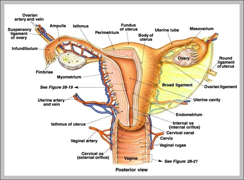 women reproductive organs