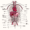 human anatomy organs diagram