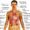 male human body organs diagram