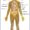 anatomy of the male body 744x1293