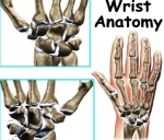 wrist anatomy intro