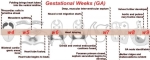 x advanced heart development timeline ga