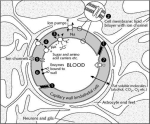 xblood brain barrier